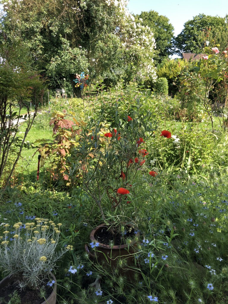 Image du jardin