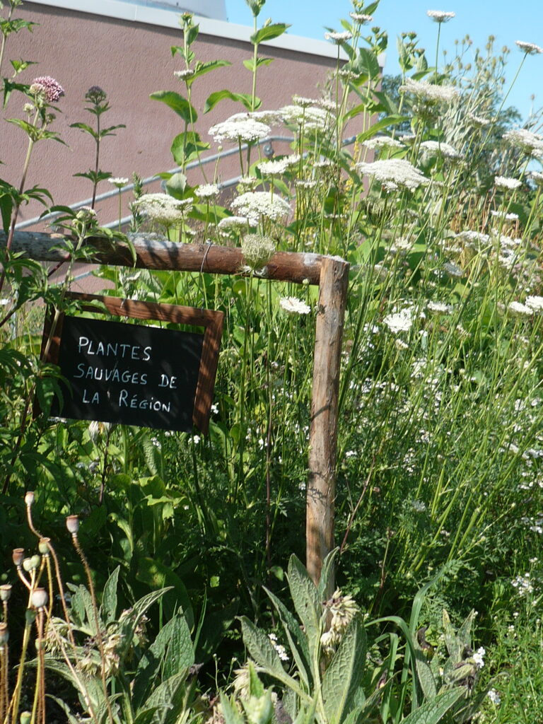 Image du jardin